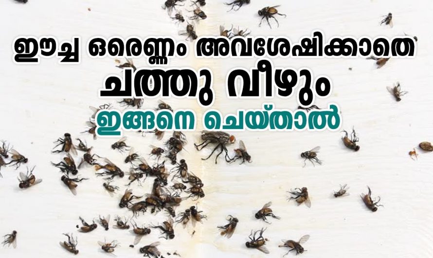 ഇത് ഉപയോഗിച്ച് തറ തുടച്ചാൽ ഈച്ച വീടിൻറെ പരിസരത്ത് പോലും വരില്ല, മാജിക്കൽ ടിപ്പ്…