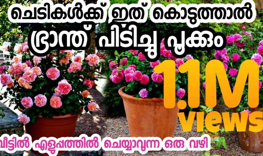 ചെടികൾ പൂക്കാൻ ഈ സൂത്രം പ്രയോഗിക്കും, ഇത് ചേർത്തു കൊടുത്താൽ മതി…