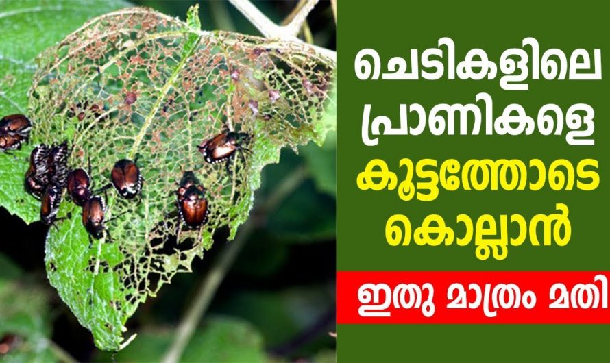 ചെടികളിലെ പ്രാണികളെ ഇല്ലാതാക്കാൻ കർപ്പൂരം കൊണ്ട് ഒരു കിടിലം സൂത്രം….