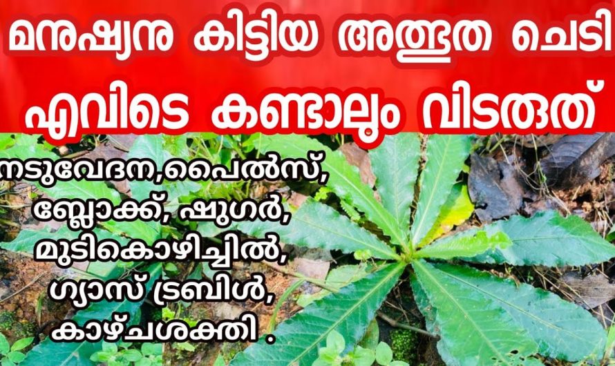 കൊളസ്ട്രോളിനും പ്രമേഹത്തിനും ഇനി മരുന്നുകൾ വേണ്ട, ഈ സസ്യം വീട്ടിൽ ഉണ്ടായാൽ മതി…