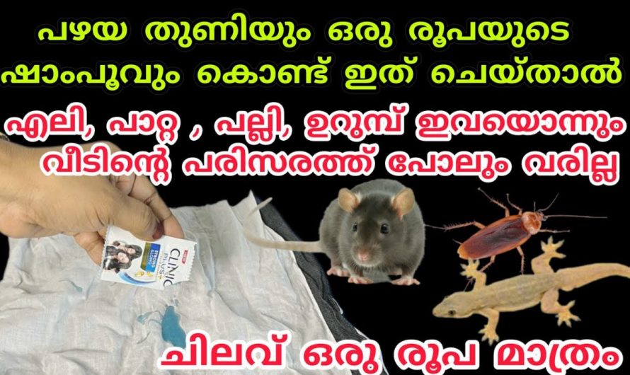 ഈ സൂത്രം ഒന്ന് ചെയ്തു നോക്കൂ എലികൾ ജീവനും കൊണ്ട് പമ്പകടക്കും…