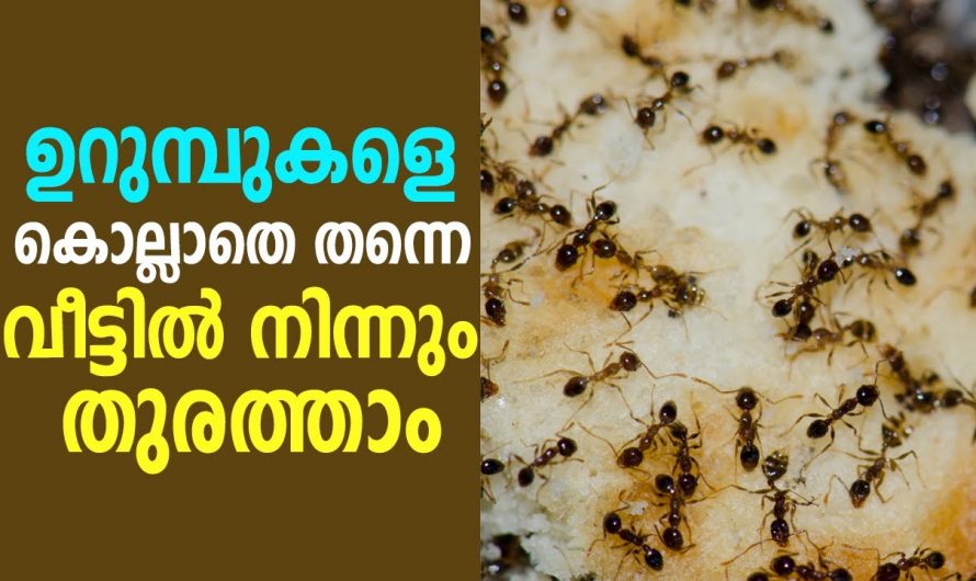 ഈ സൂത്രം ചെയ്താൽ ഉറുമ്പുകൾ അടുക്കുകയില്ല, ഉറുമ്പിനെ തുരത്താൻ ഒരു അടിപൊളി പൊടിക്കൈ…