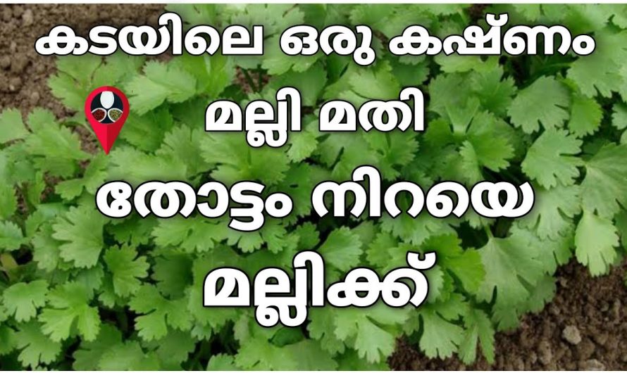 കടയിൽ നിന്നും വാങ്ങിക്കുന്ന ഒരു കഷണം മല്ലിയുടെ തണ്ട് ഉണ്ടെങ്കിൽ ഇഷ്ടം പോലെ മല്ലി ഉണ്ടാക്കാം…