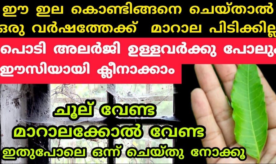 ഈ ഇല ഉണ്ടെങ്കിൽ വീട്ടിൽ ഇനി പല്ലികളും പാറ്റകളും വരില്ല, 100% റിസൾട്ട് കിട്ടും…