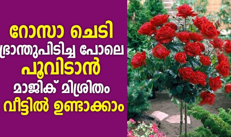 ചെടികൾ നന്നായി തഴച്ചു വളരുവാൻ ഈ സൂത്രം പ്രയോഗിക്കു, ഉറപ്പായും റിസൾട്ട് കിട്ടും…