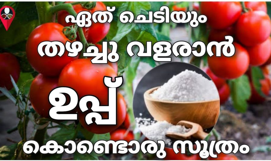 ഈ വളം ഉപയോഗിച്ചാൽ പച്ചക്കറികൾ കാടു പോലെ ഉണ്ടാകും, ആരും പറഞ്ഞു തരാത്ത മാജിക്കൽ ഐഡിയ…