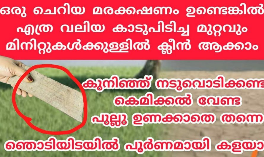 കാടുപിടിച്ച മുറ്റം പോലും നിമിഷങ്ങൾക്കുള്ളിൽ ക്ലീൻ ആക്കാം, ഈ കിടിലൻ സൂത്രം പ്രയോഗിക്കൂ…