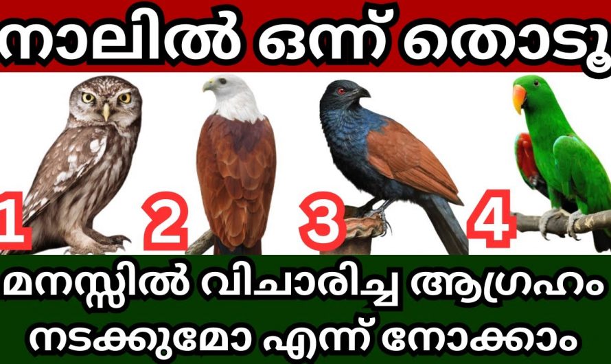 നിങ്ങളുടെ മനസ്സിലെ ആഗ്രഹം നടക്കുമോ ഇല്ലയോ എന്ന് ഇതിലൂടെ അറിയാം…