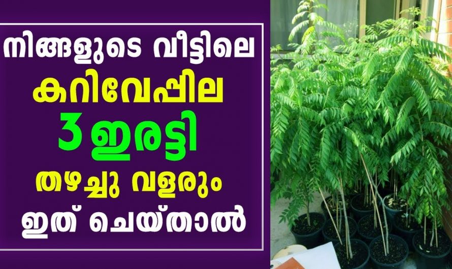 എത്ര മുരടിച്ച കറിവേപ്പും തഴച്ചു വളരുവാൻ വീട്ടിലെ ഈ സാധനം ഒഴിച്ചുകൊടുത്താൽ മതി….