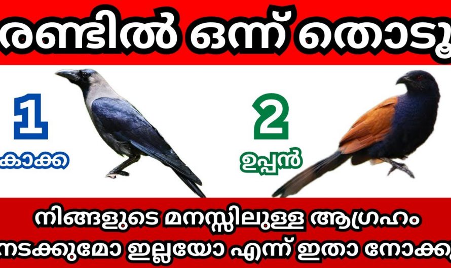 നിങ്ങളുടെ മനസ്സിലെ ആഗ്രഹം നടക്കുമോ ഇല്ലയോ എന്ന് അറിയാൻ ഇതിൽ നിന്നും ഒരെണ്ണം തിരഞ്ഞെടുക്കു…