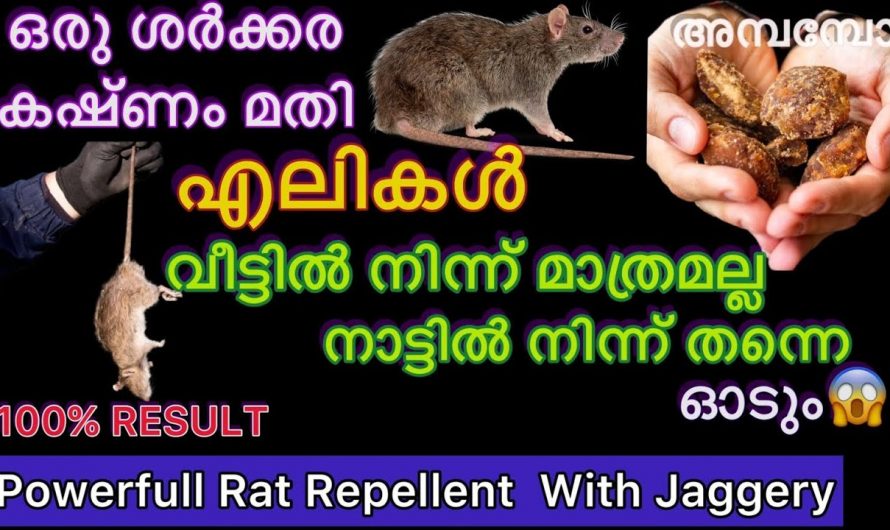 എലിയെ തുരത്താൻ ഒരു കിടിലൻ ടിപ്പ്, ചെയ്ത എല്ലാവർക്കും ഉറപ്പായും റിസൾട്ട് ലഭിക്കും…