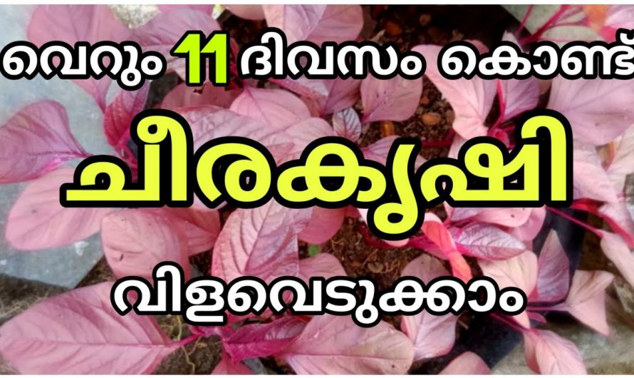 10 ദിവസത്തിനുള്ളിൽ ചീര വിളവെടുക്കാൻ ഇത് ചേർത്തു കൊടുത്താൽ മതി…