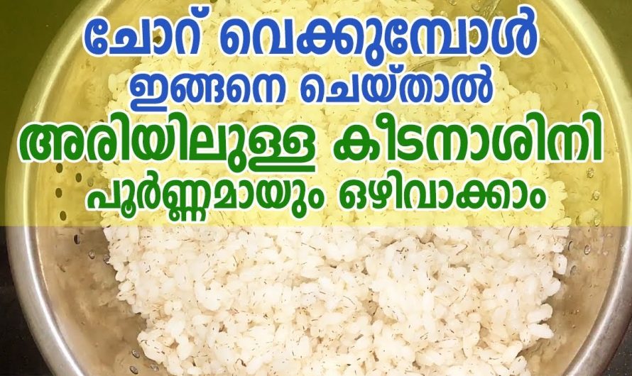 ദിവസവും ചോറ് കഴിക്കുന്നവർ ഉറപ്പായും ഇത് അറിഞ്ഞിരിക്കണം, കീടനാശിനി ഒഴിവാക്കി ചോറ് എങ്ങനെ തയ്യാറാക്കാം…